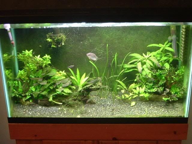 29gallon.jpg