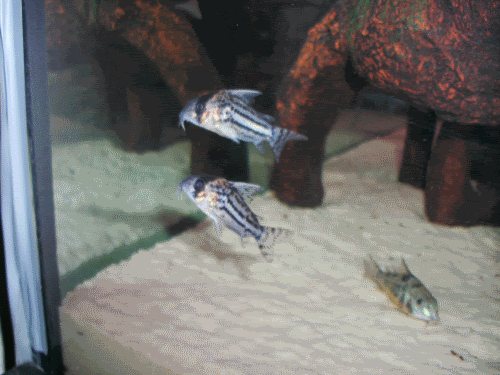 cories.gif