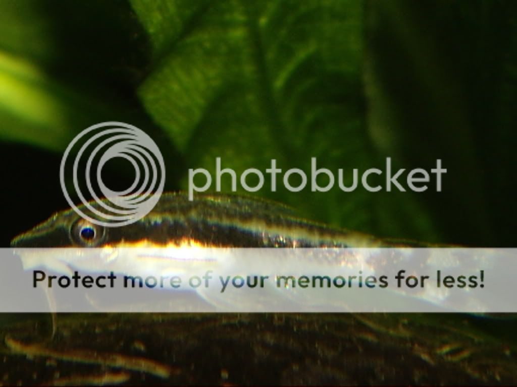 IMGP4139.jpg