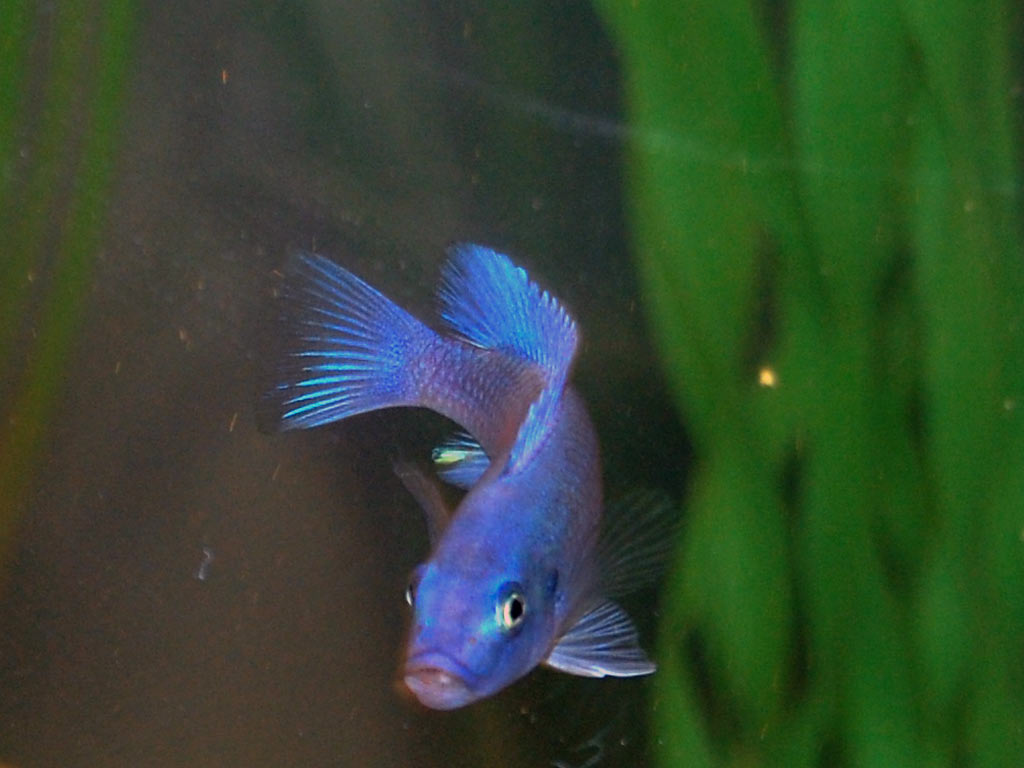 blue_malawi1-3.jpg