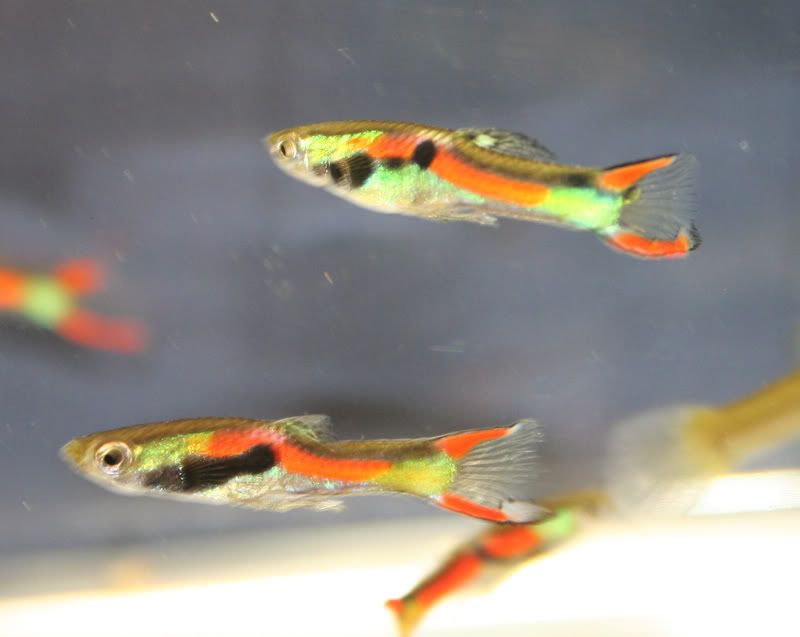 endlers11.jpg