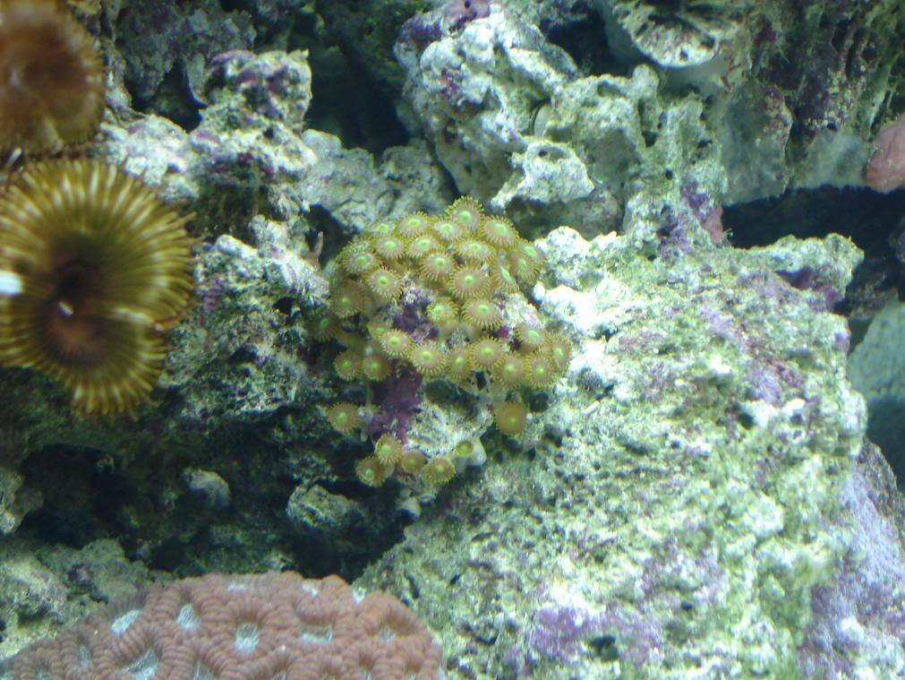 07-30-07NewTank035.jpg