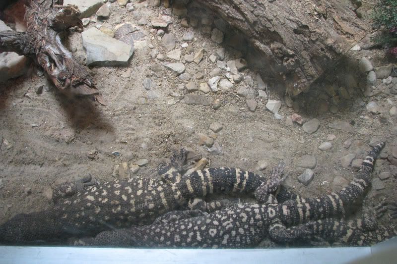 Lizards.jpg