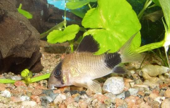 corydoraspanda.jpg