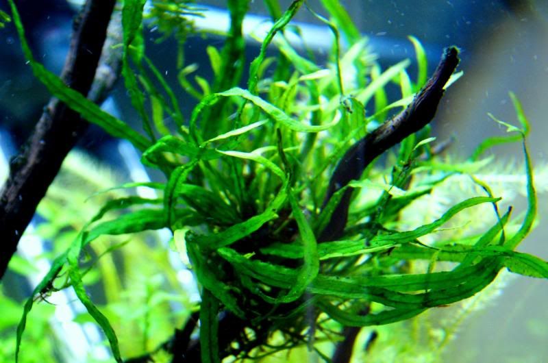 shrimp7.jpg