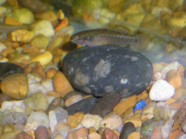 gudgeons002.jpg