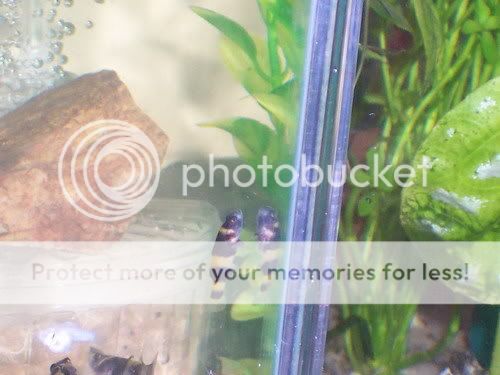 gobys009.jpg