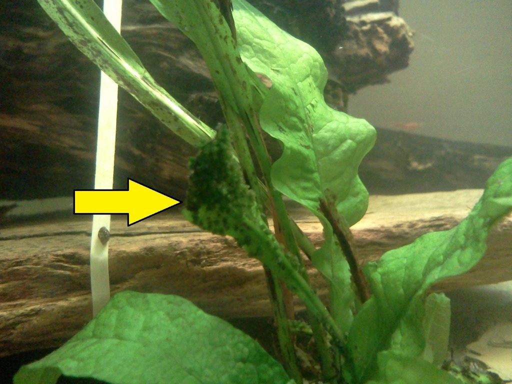 plant_zps0var433g.jpg