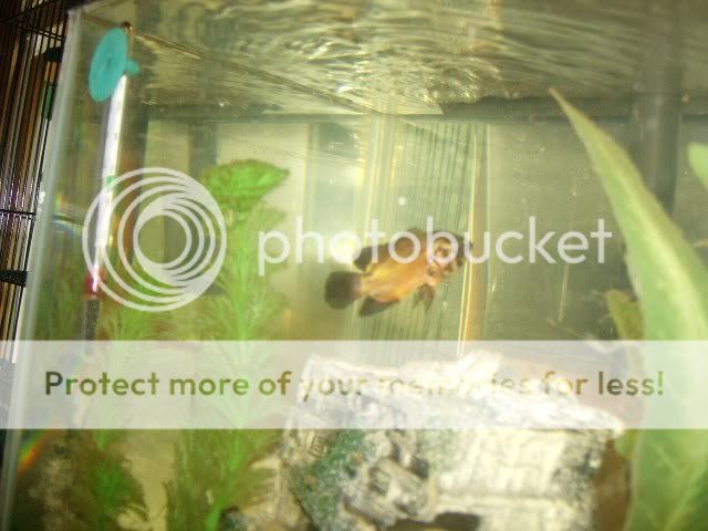 Fishies001.jpg