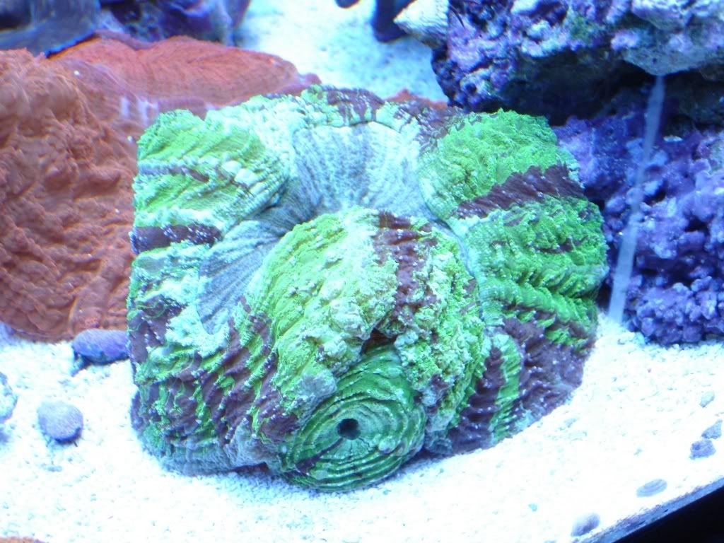 03-21-07Cyanarina.jpg