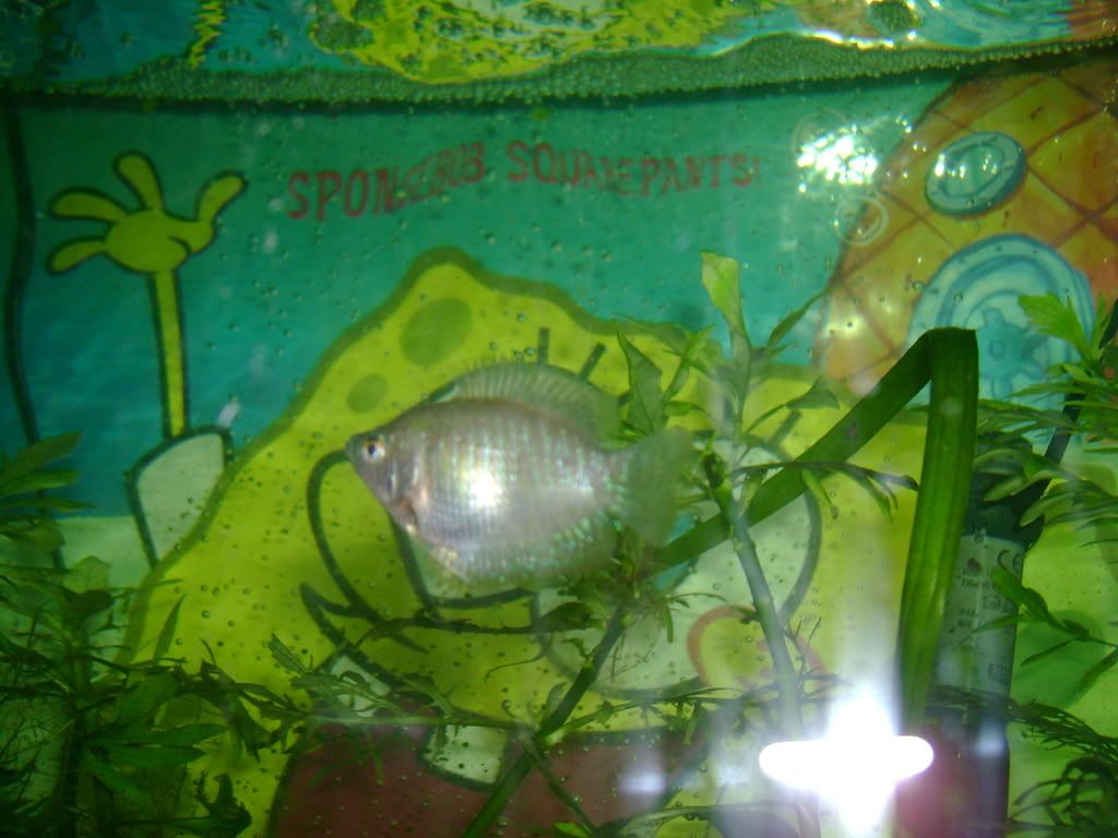 DSC00178.jpg
