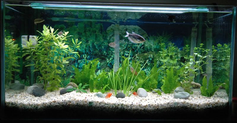 tank1-1.jpg