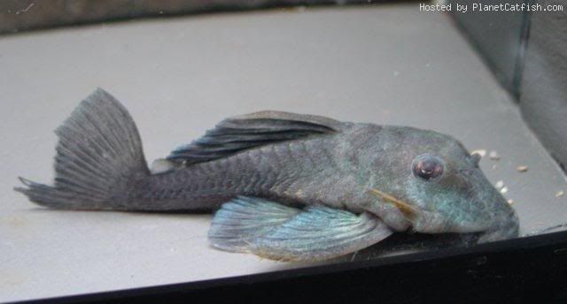 L239AncistrinispBluePanaquePleco1.jpg