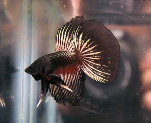 betta3.jpg