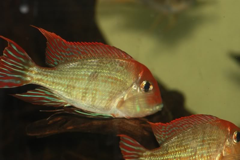 tapajos.jpg