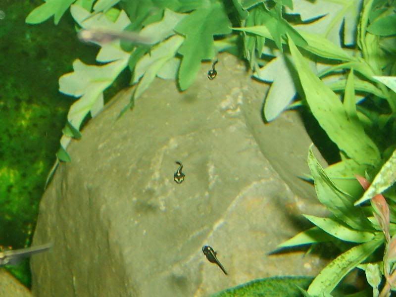 sheadsssss052.jpg