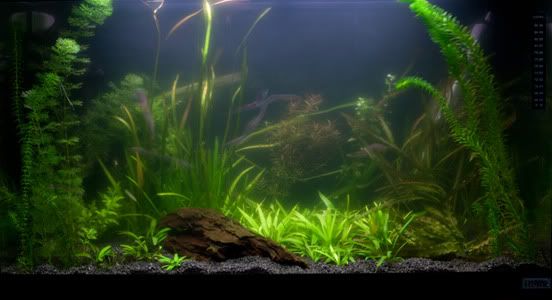 signature-pic-fish.jpg