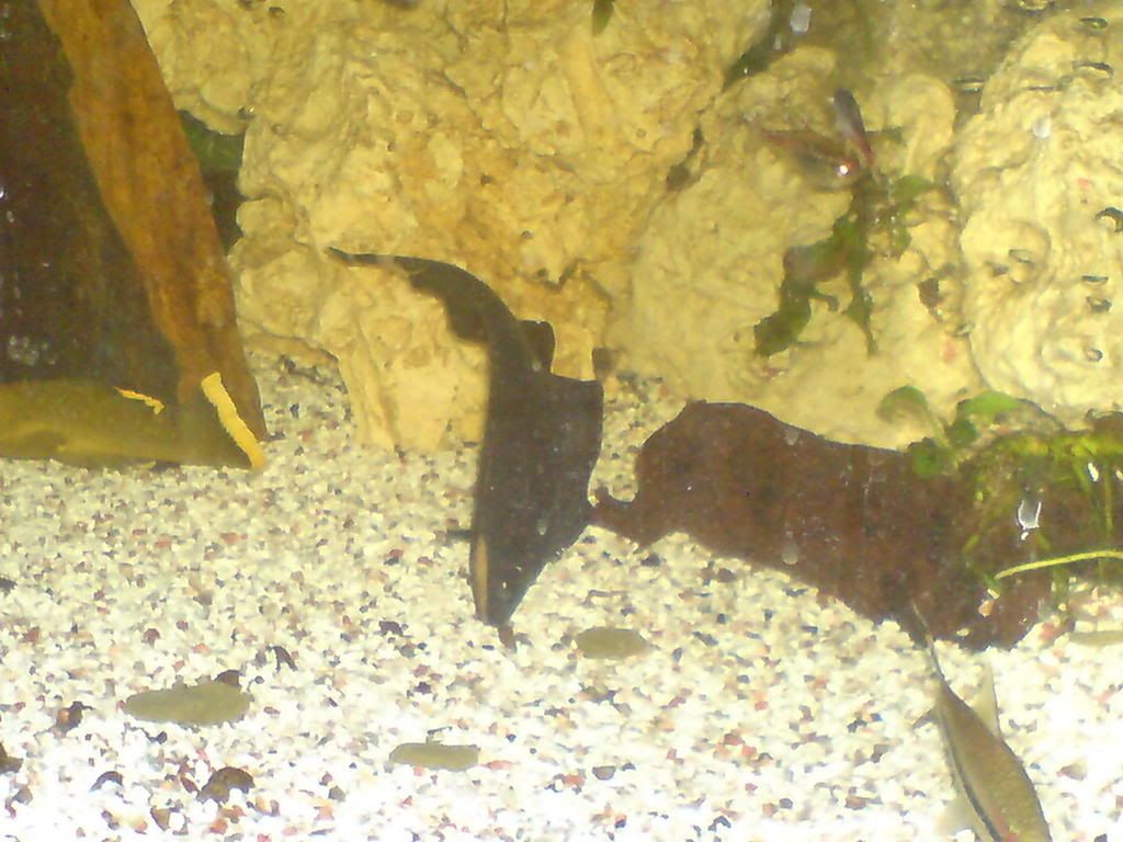 DSC00054.jpg