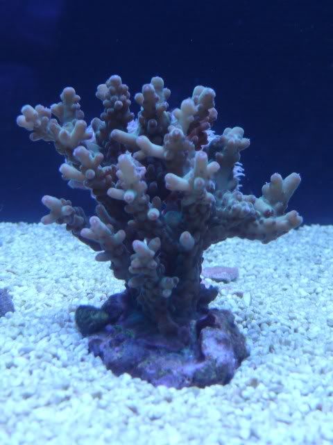 AcroGranulosa.jpg