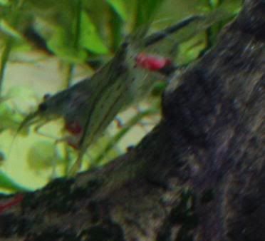 amanos3.jpg
