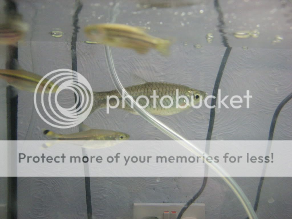 fish002.jpg