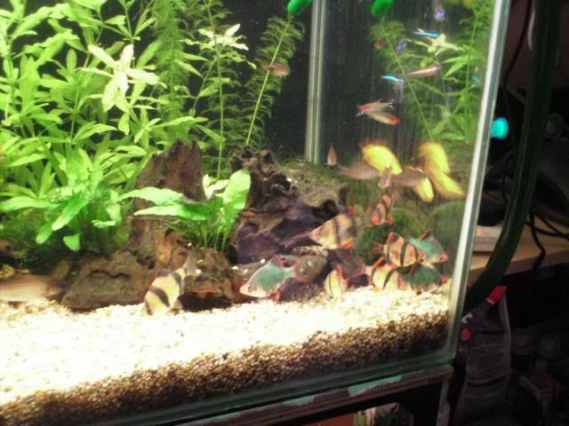 ScaredFish.jpg