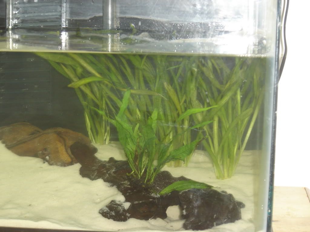 progessof20gallon011.jpg
