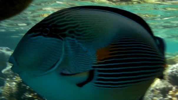 fish3.jpg