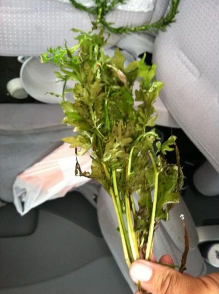 plant1.jpg