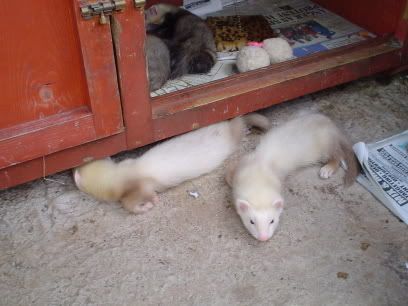 2003babies1.jpg