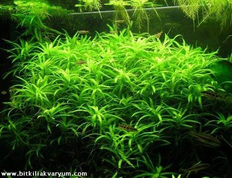 Heteranthera_zosterifolia.jpg