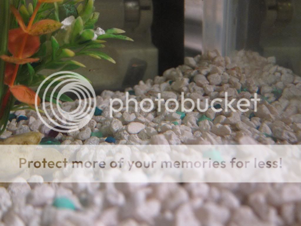 IMG_8567_zpsdba77b98.jpg
