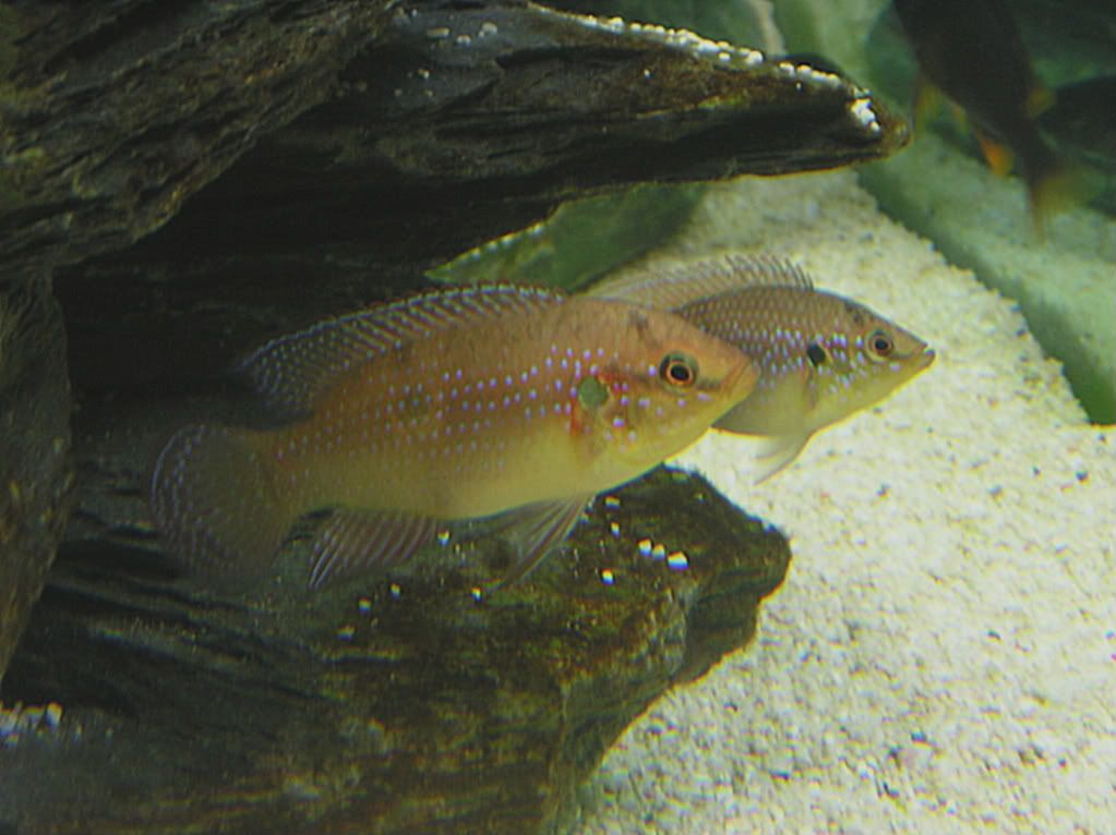 cichlid003.jpg