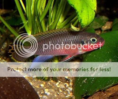 pelvicachromis_taeniatus_18.jpg