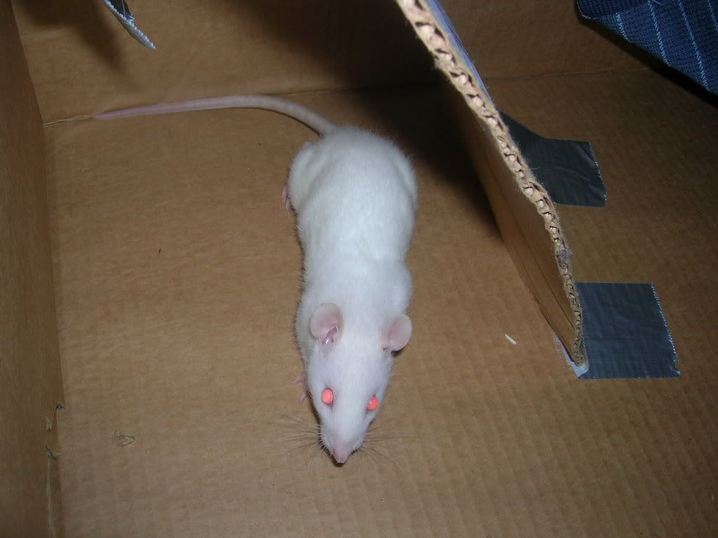 Rattie1005.jpg