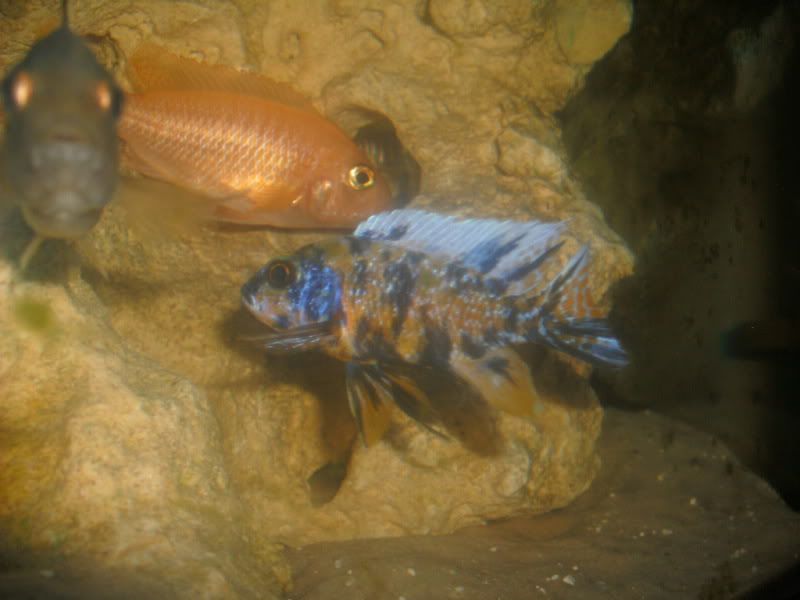 GEDC0954.jpg