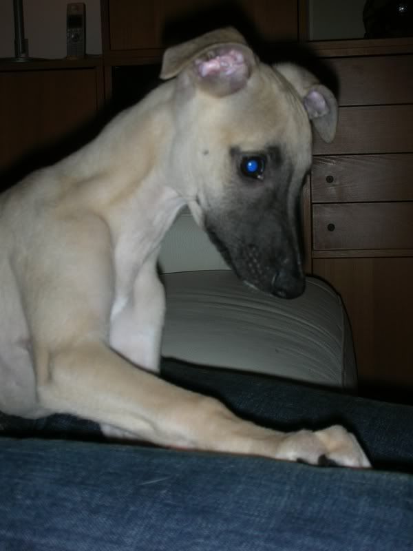 aidie006.jpg