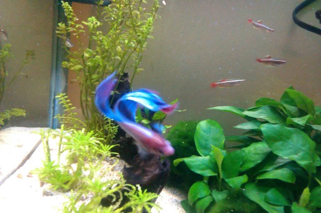 IMAG0407_zps9e2bc316.jpg