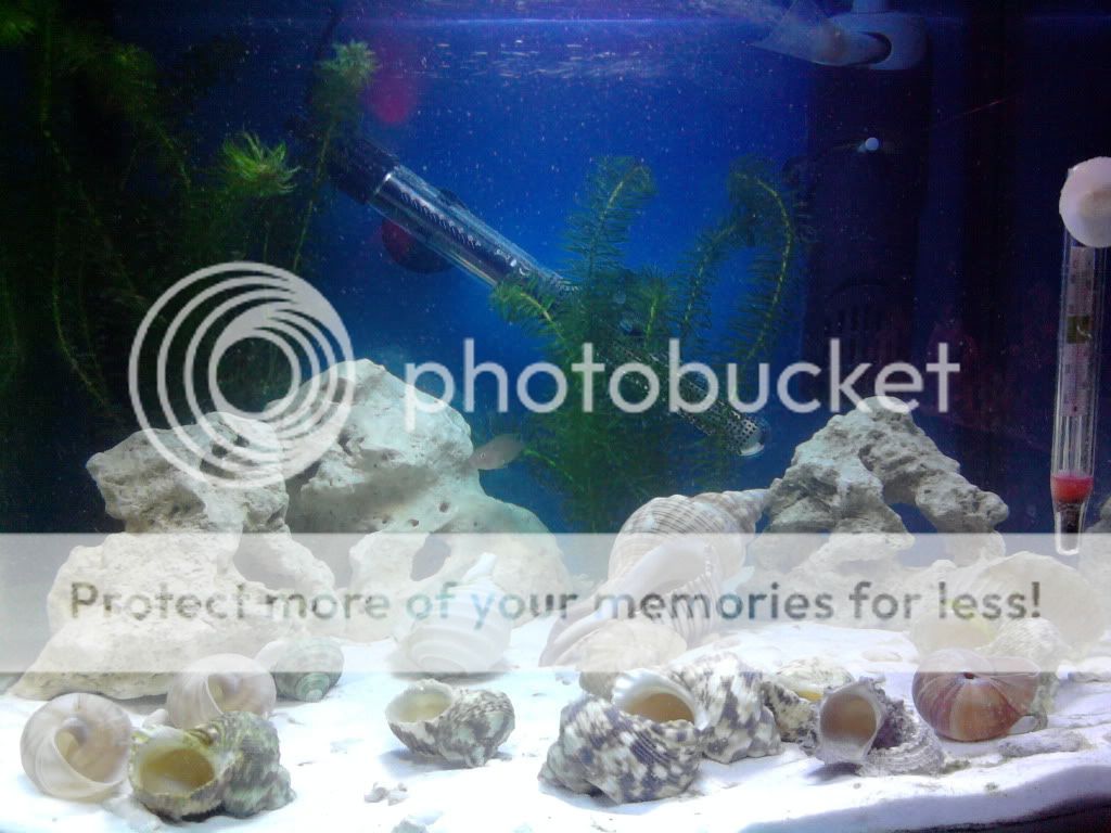CopyofPhoto0306.jpg