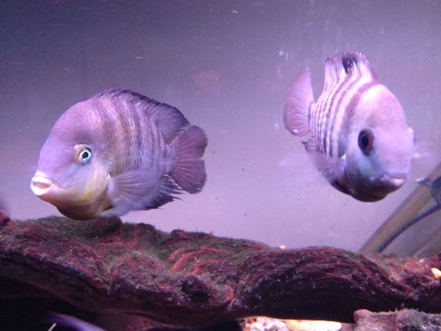 image_zps4b543006.jpg