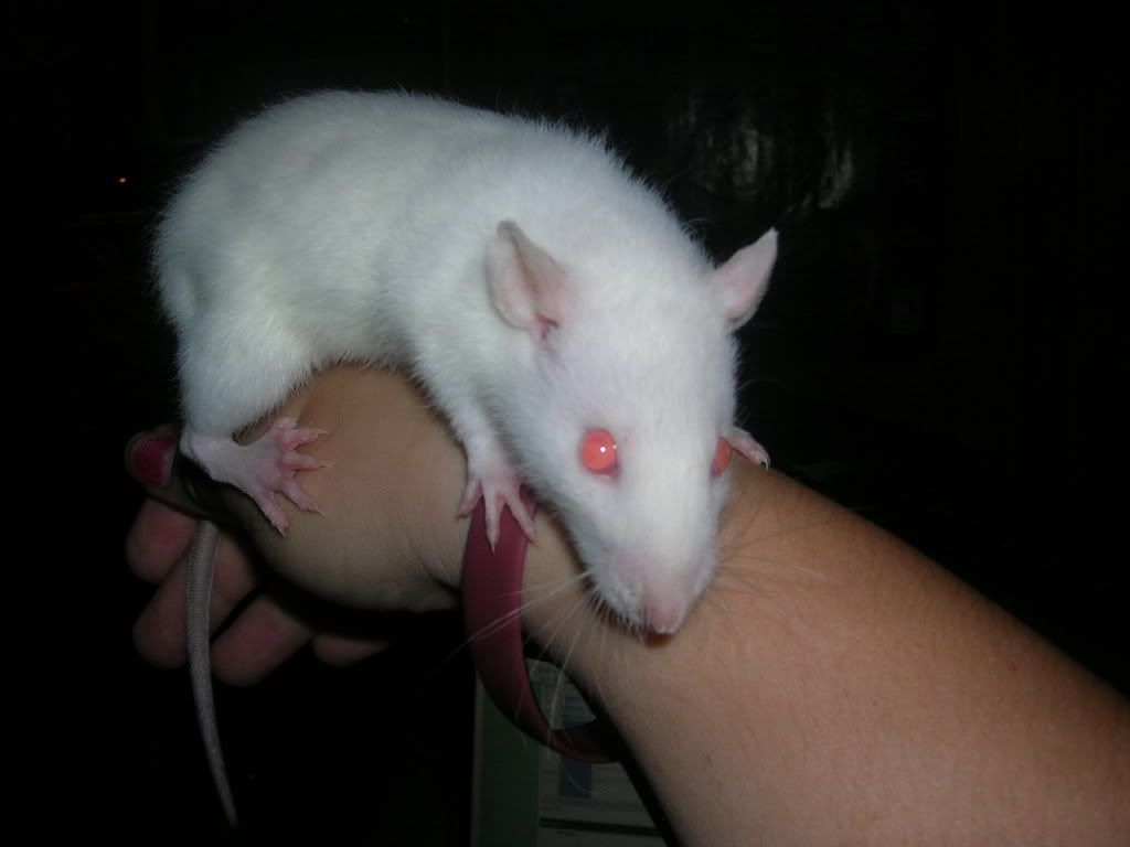 Rattie1002.jpg