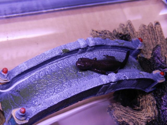 DSCN2827.jpg