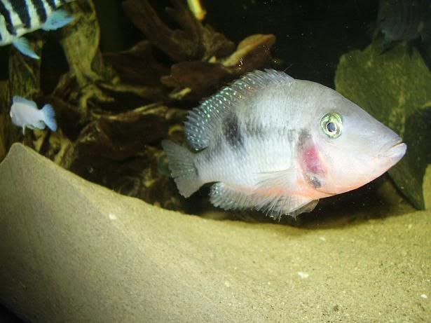 fish1.jpg