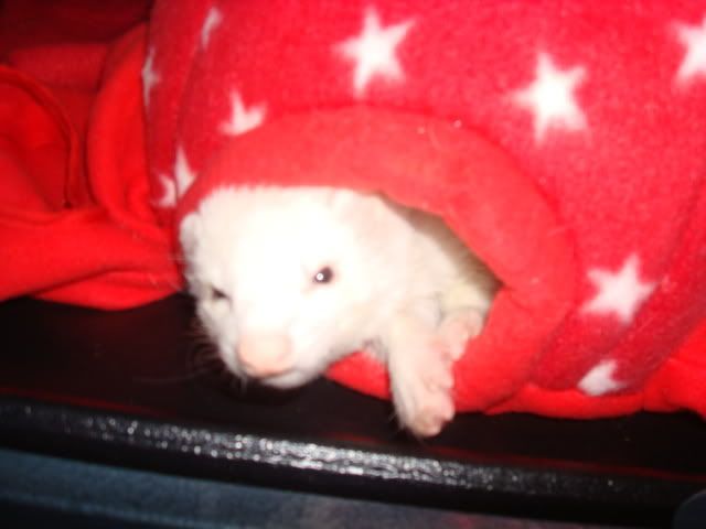 ferrets1011.jpg