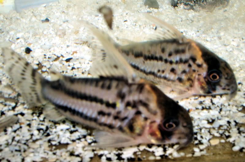 8-16-2007067-2.jpg
