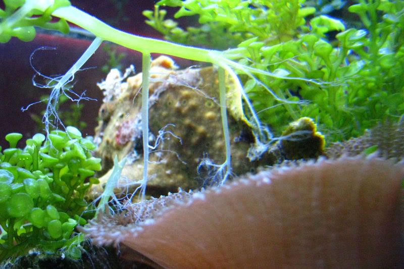 saltwater8.jpg