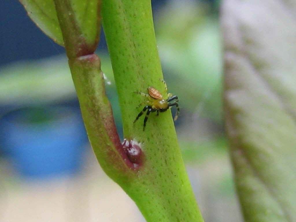 spiders-011web.jpg