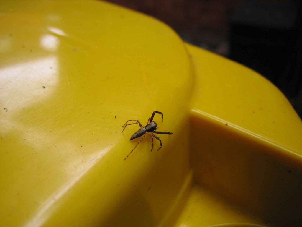 spiders-043web.jpg