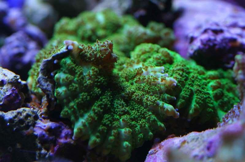 greenfluffy.jpg