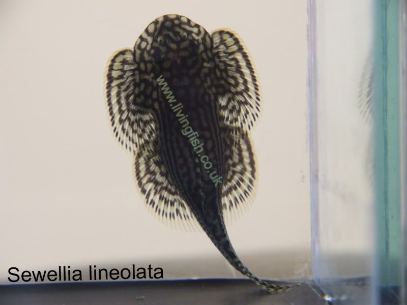 Sewellia-lineolata.jpg